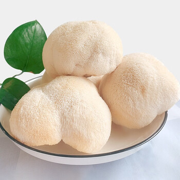 古松 古田新鲜猴头菇约2斤 现摘现发新鲜猴头菌食用鲜猴头菇菌菇鲜