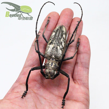 独角仙标本云斑白条天牛标本真昆虫独角仙标本蝴蝶标本甲虫蝉标本科普教学a1干燥原虫未整姿3只 图片价格品牌报价 京东