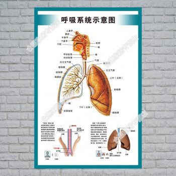 心臟結構示意圖 人體內臟解剖示意圖醫學宣傳掛圖人體器官心臟結構圖