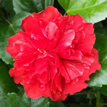 扶桑花重瓣朱槿盆栽树苗庭院地栽多季开花红重瓣4年苗