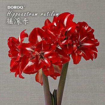 进口朱顶红超大特大花苗盆栽双梦秋冬带花花卉重瓣大种球摇滚乐2022cm