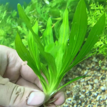 鱼缸水草造景新手套餐绿菊植物活体淡水中后景大叶绿九冠水榕沉木绿