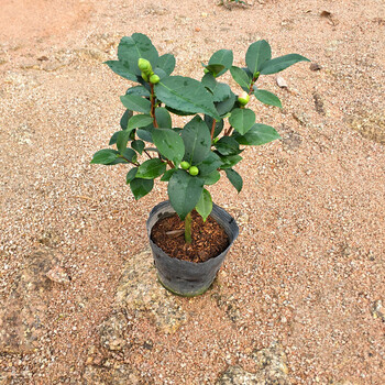 茶花苗绿植山茶花树苗带花苞香妃茶花茶花盆栽室内观赏花卉当年开香妃