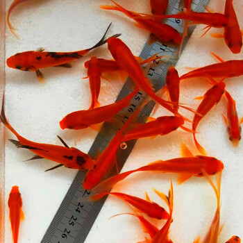 草金鱼活鱼锦鲫活体锦鲤观赏鱼冷水鱼淡水鱼小型鱼苗红鲫鱼花草金 5-7