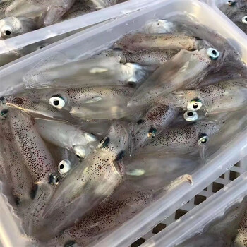 greenhow福建新鲜冷冻灯管小鱿鱼海鲜水产船冻小海兔小管迷你笔管鱼 2