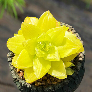 黄金玉露多肉植物盆栽组合套餐凝脂菊十二卷属金黄色肉肉绿植花卉麦桑