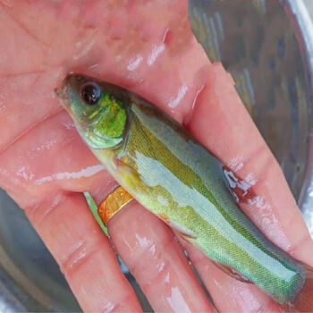 丁桂鱼鱼苗丁贵四川本地原生淡水好养冷水鱼苗种 丁桂鱼4-6cm50条 5条