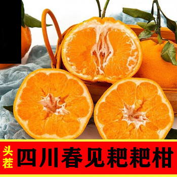 耙耙柑在几月份成熟(耙耙柑几月份成熟采摘)