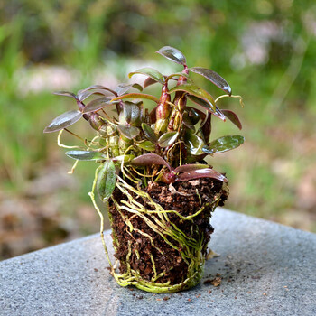 铁皮石斛苗红杆软脚石斛盆栽石斛种苗圣兰红米带花1年小小红米10杯送1