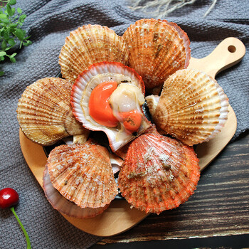 顺丰速运扇贝鲜活新鲜带壳栉孔贝港湾贝现捞海鲜水产贝类1斤