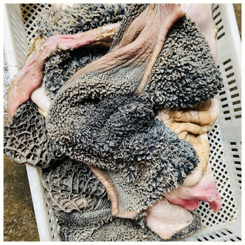 利妙财风 生牛肚 带毛牛肚子 牛肚 新鲜牛肚 生牛肚 毛肚 10斤