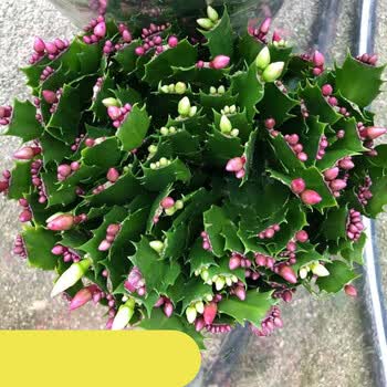 蟹爪兰盆栽带盆多色花苗绿植物室内四季开花卉好养螃蟹抓莲海滨10棵不