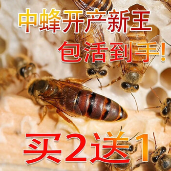 蜂王活体中蜂蜂王开产王高产种王蜜蜂蜂王双色杂交王活体产卵王 阿坝