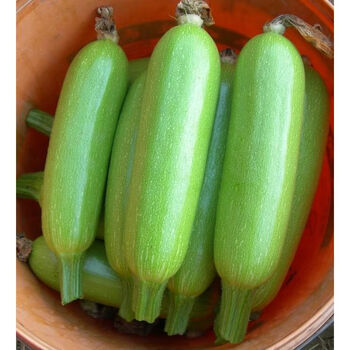 云南西葫芦生瓜三月小瓜番瓜倭茭瓜1/3/5斤当季新鲜蔬菜现摘现发 3斤