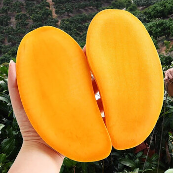 精选直发现摘海南水仙芒果39斤特大金煌芒热带新鲜当季水果3斤超值大