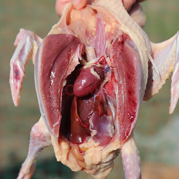 农家散养老鸽子新鲜乳鸽活体现杀速冻生鲜 维布拉缇 乳鸽3只装(每只6