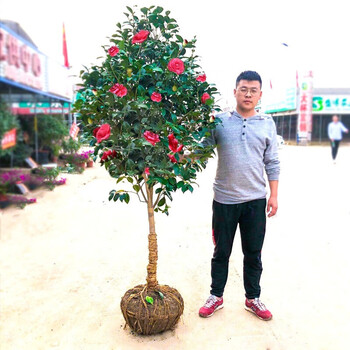 茶花树苗盆栽地栽茶花苗大苗花卉室内盆栽四季开花带花苞大棵茶花苗庭院当年开花绿植茶花香妃茶花盆栽形3公分粗80 90厘米高 图片价格品牌报价 京东