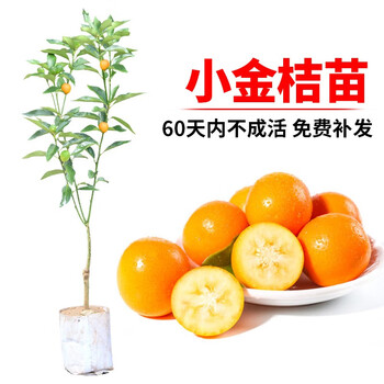 脆蜜金柑苗新品耐寒小金桔树盆栽果树脆皮金桔苗砂糖桔苗树金桔树可食用 1棵 融安滑皮小金桔3年 带果发货纯甜糯香带