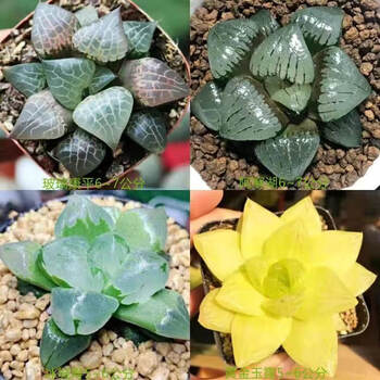 贵货多肉植物樱水晶玉露新手套餐多肉组合花盆绿植盆栽含盆含土玻璃康平 日月潭 冰城寿 黄金菊含盆 图片价格品牌报价 京东