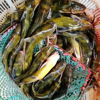 南棠新鲜黄骨鱼昂刺鱼黄刺鱼 黄颡 黄辣丁昂公嘎鱼 4斤装