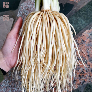 乐佳萱云南特产苤菜根 撇菜根 大韭菜根 新鲜肥嫩菜根 可种凉拌腌菜z