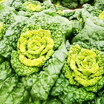 黄心乌现挖新鲜黄心菜塌地乌黄心菊花菜乌塌菜皱叶小白菜农家蔬菜 5斤