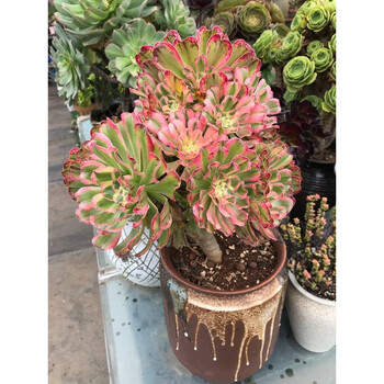 法师多肉植物系列大株黑法师多头大型老桩稀有多肉花卉盆栽艳日伞粗粗