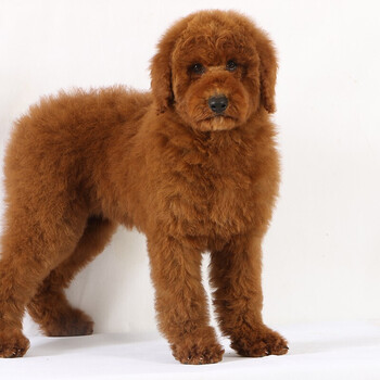 30天保障巨贵犬幼犬活体巨型泰迪犬宠物狗狗巨型贵宾犬活体幼崽幼犬