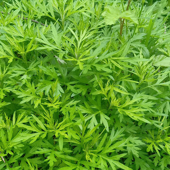 湖北新鲜艾草食用艾叶糍粑清明草嫩芽白蒿青团艾果现摘现发500g 500g