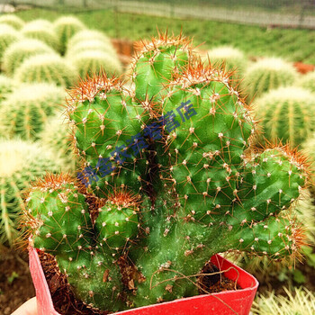 虎头罗汉山 仙人掌类沙生多肉植物 虎头山影 绿植盆栽 虎头罗汉山8-10