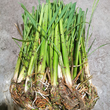 现挖特早熟改良型双季茭白苗种单季高笋种苗高瓜苗老蹲苗冬笋种子 单