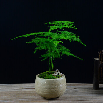 现货文竹盆栽桌面绿植花卉盆景四季常青植物吸苔藓绿色文竹10cm19cm不