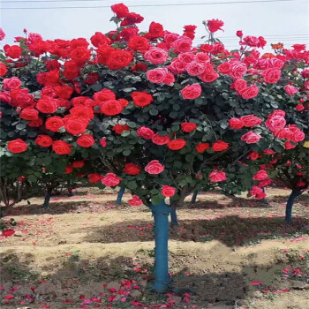 樹樁月季花苗特大花多色花朵四季開花庭院耐寒地栽棒棒糖樹狀月季雙色