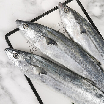 马鲛鱼   舟山海鲜新鲜马鲛鱼 深海鱼马友鱼冷冻 整条大鲅鱼1-1.