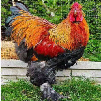 天弗新品婆罗门鸡小鸡脱温苗巨型鸡体型硕大梵天鸡幼苗养包活 巨型