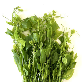 贵妃鲜(guifeixian)新鲜辣木苗250g姑娘菜野菜赤苍藤龙须菜酒店食材新