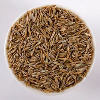 护坡草坪种子四季青草坪种子 园林庭院绿化用草籽 耐践踏工程草种子