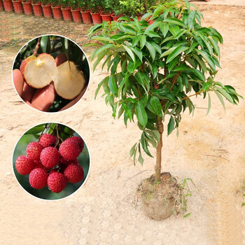 桂味荔枝树苗妃子笑糯米糍无核南北方种植高产嫁接苗地栽盆栽 无核