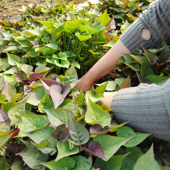 婕茵桐西瓜红苗普薯32号红薯苗秧苗河南脱毒红薯秧种苗红心地瓜苗子