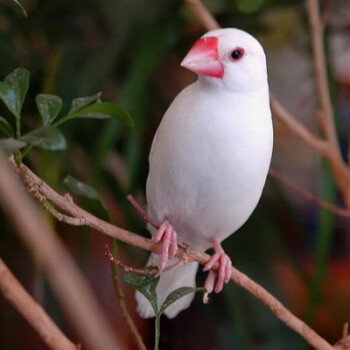 京選好物七彩文鳥活體小型寵物鳥觀賞鳥珍珠鳥活物灰白文鳥活體鳥白