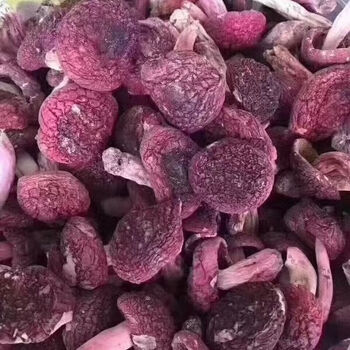 嗨可妹红菇野生红蘑菇月子菇干货红菌干货福建武夷山野生正红菇干品