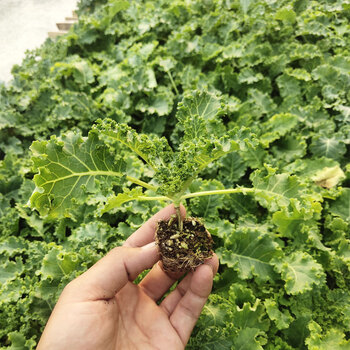 羽衣甘蓝种子种籽苗孑菜种阳台秋季冬季盆栽蔬菜羽叶甘蓝菜籽菜苗绿色