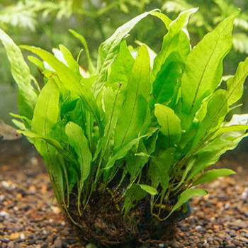 水草造景淡水鱼缸鱼草真草净化增氧水生植物懒人水草沉底坨草造景铁