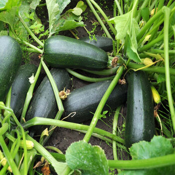 青节瓜新鲜500g西葫芦夏南瓜茄瓜煎蛋饼西餐食用烘焙结瓜500g