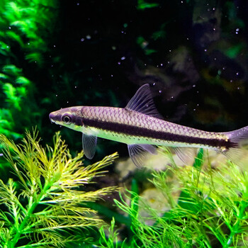 黑线飞狐鱼活体清洁除藻除青苔观赏鱼热带鱼活体水族草缸 黑线飞狐1条