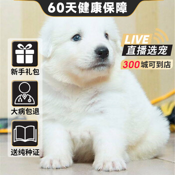 60天保障 大白熊犬幼犬纯种宠物狗狗活体大白熊幼犬大白熊幼犬幼崽高品质公 图片价格品牌报价 京东