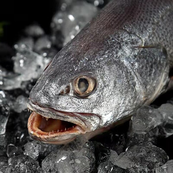 碧浔泽畔旗舰店新鲜深海野生米鱼速冻鳘鱼大鮸鱼敏鱼冰冻鮸鱼海捕水产