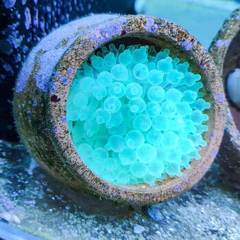 贝拉缘观赏海葵奶嘴海葵活体珊瑚绿地毯宠物共生海葵荧光绿红奶嘴海葵