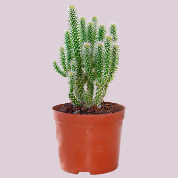 松鼠团扇仙人掌盆栽万重山多肉植物稀有品种室内耐旱好养活松尾万重山