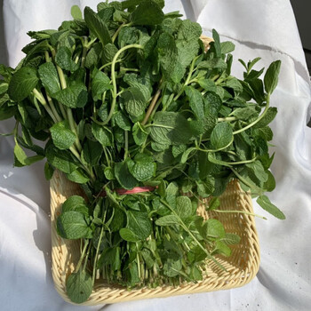 教蔬鲜生十香菜新鲜蔬菜河南大叶十香菜石香菜非十香苗 小叶十香菜